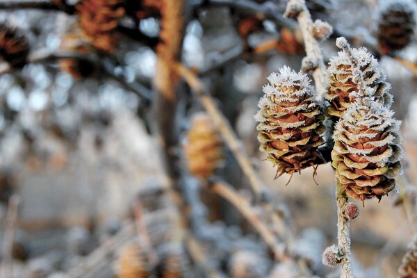 A branch with cones covered with frost