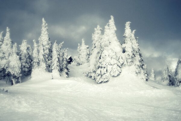 The winter forest is completely covered in snow