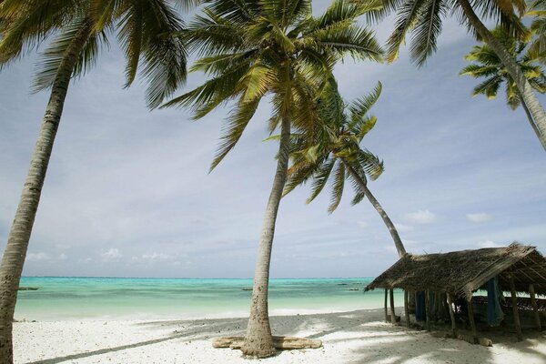 Playa de arena con palmeras