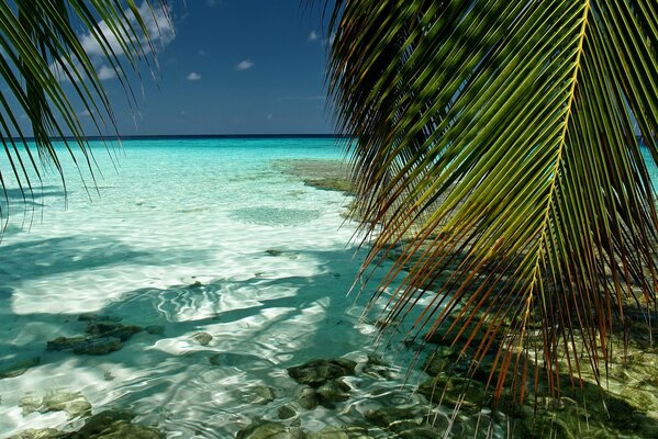 Maldives. Palmiers et océan Indien