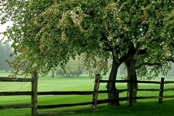 Wooden fence on the background of a flying meadow