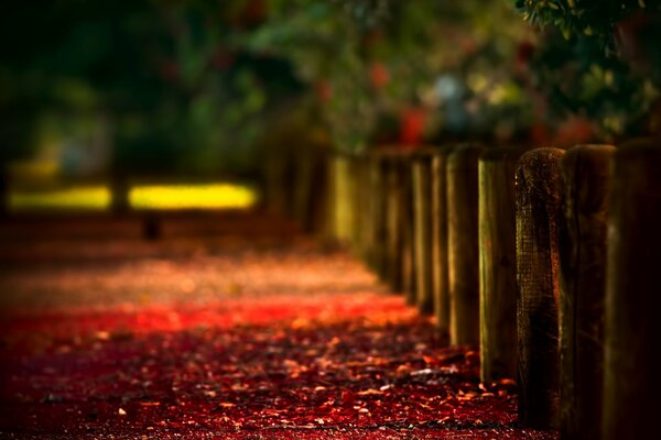 Autunno, vernice sfocata recinzione