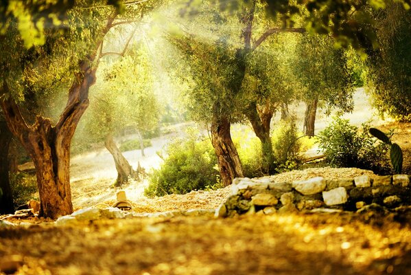 Discach naturaleza en un día soleado