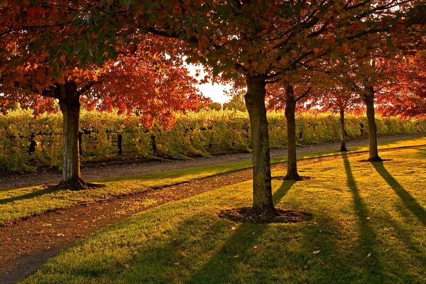 A sunny day in the autumn park