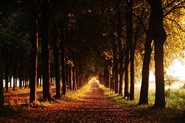 Eine lange Allee aus Bäumen im Herbst