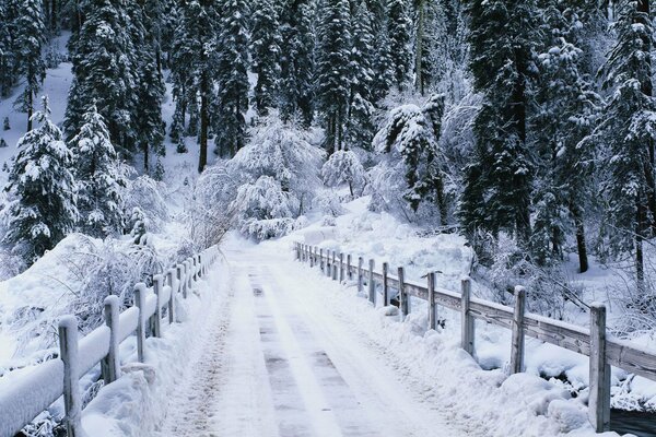 A bridge in the winter white forest