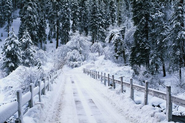 Ponte nella foresta bianca invernale