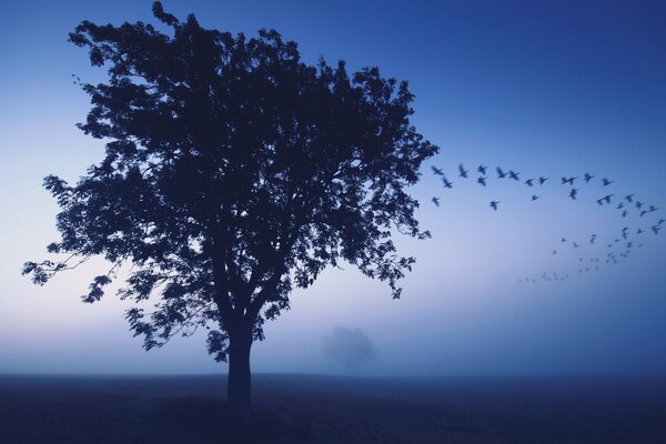 Vögel, die im Nebel von einem Baum fliegen