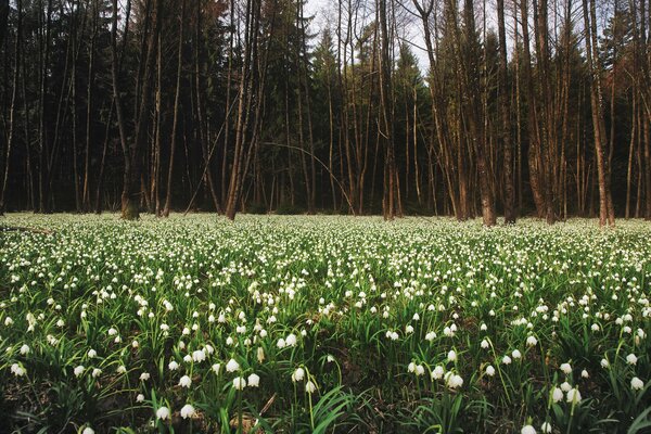 Spring meadow with beautiful snowdrops