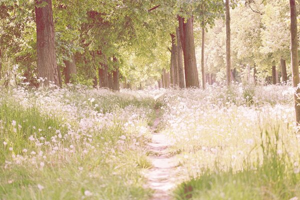 Waldweg und Wiesenblumen