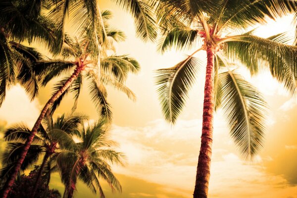 Paisaje romántico de palmeras nocturnas