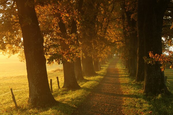 Nebliger Gehweg zwischen den Bäumen im Herbst