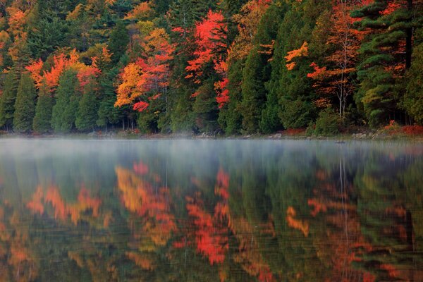Nature reflection river forest autumn fog