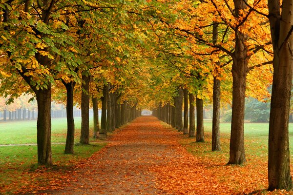 Chestnut trees in the autumn park