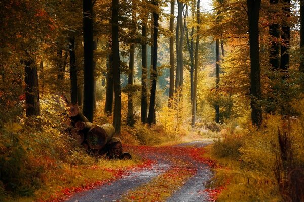 Stimmungsvoller Spaziergang durch das Gold des Herbstes