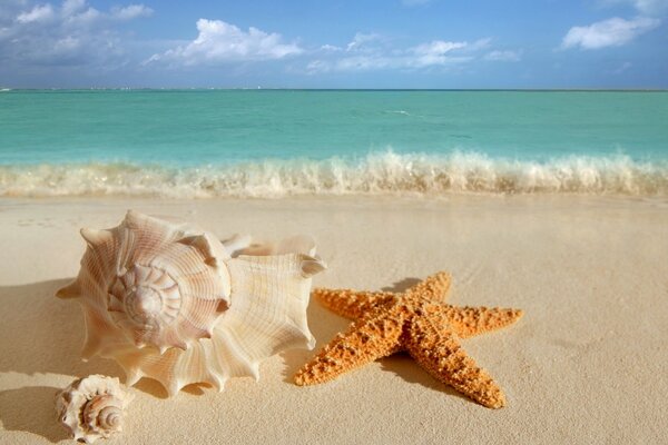 Морской пейзаж: ракушка и звезда на песке