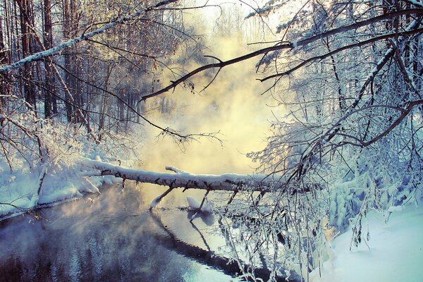 Ein Baum über dem Fluss. Zweige in Tränen