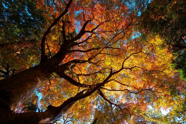 Alte Baumkrone im Herbst