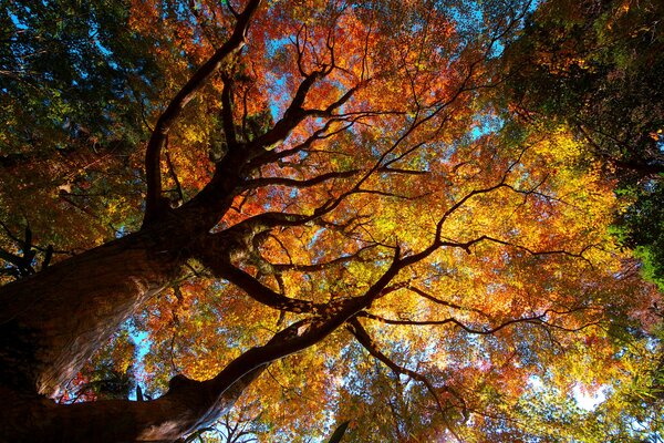 Corona de otoño de un árbol viejo