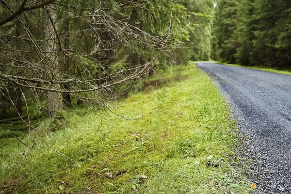 The road among the green fir trees in the forest