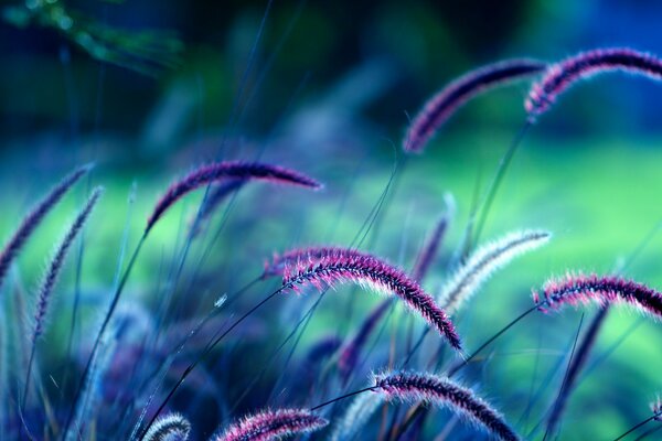 Blooming purple spikelets in the field