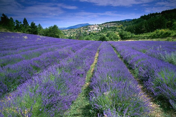 Blühende Lavendelfelder in Frankreich