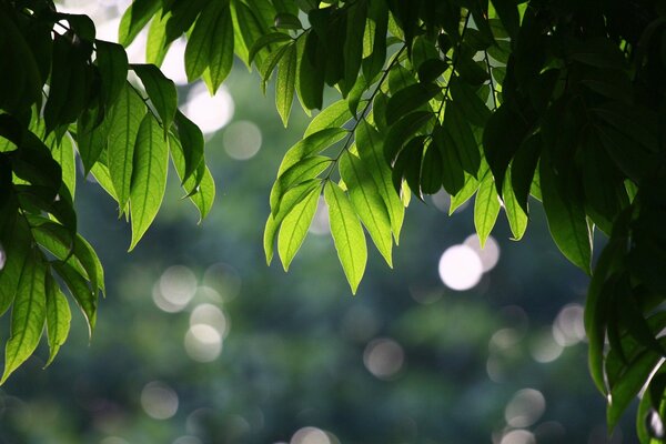 Alberi estivi con foglie