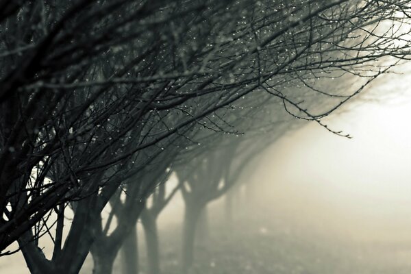 Brouillard parmi les arbres et les gouttes