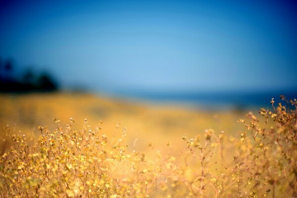 Verano. flores campestres. fondo borroso