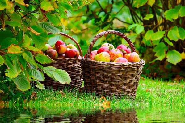 Todo el sabor de las manzanas en una foto