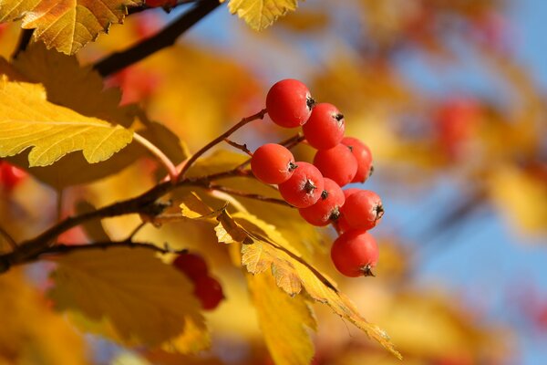 Golden autumn. Rowan berries