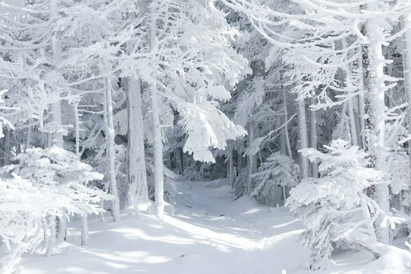 Märchenhafter Winterwald mit Schnee übersät