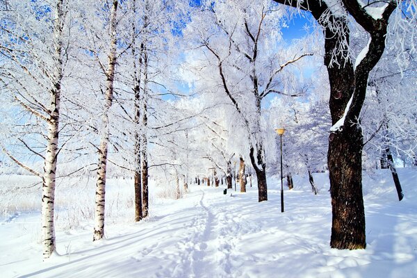 Invierno, parque cubierto de nieve con árboles cubiertos de INI