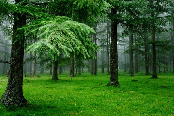 Regentropfen an Bäumen im Wald