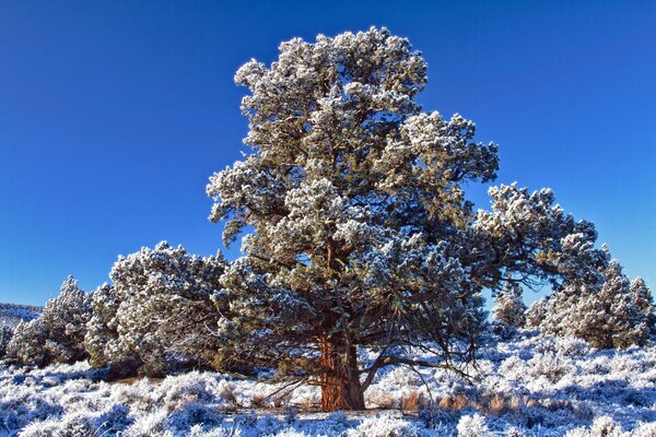 A mighty cedar covered with frost