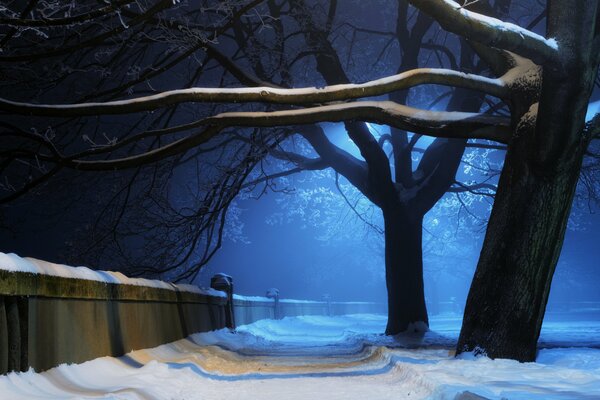 Callejón del parque nocturno en invierno