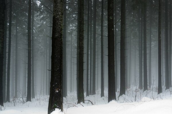 Bare tree crowns in winter