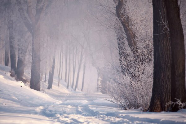 Camino nevado en el bosque de invierno