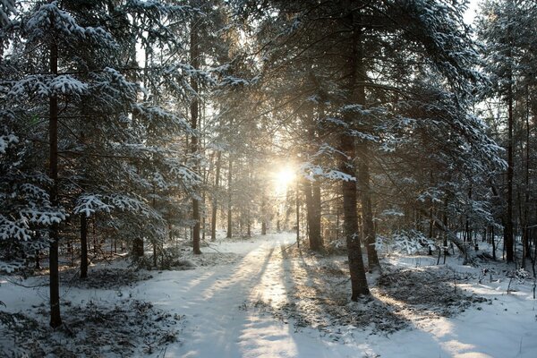 Amanecer en el bosque de invierno