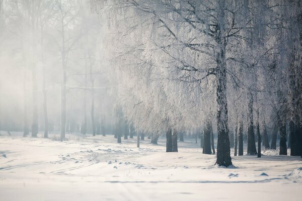 Alberi invernali su uno sfondo di neve bianca