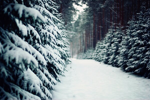 Schneebedeckter Waldweg