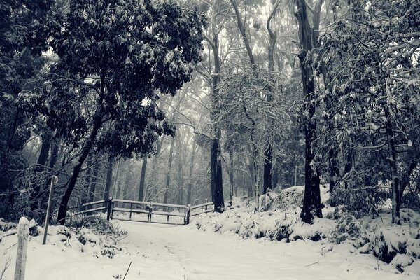 Snow-covered trees in the winter forest