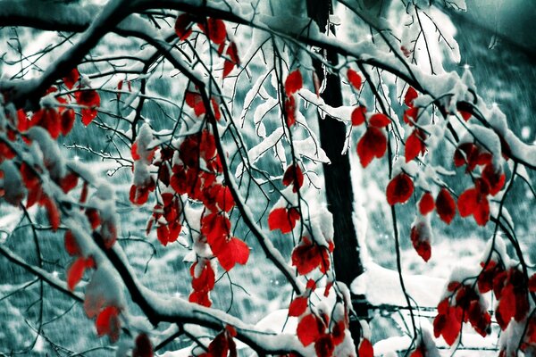 Branches with red leaves in the snow