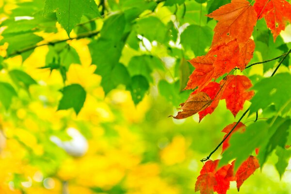 Natura nel periodo autunnale