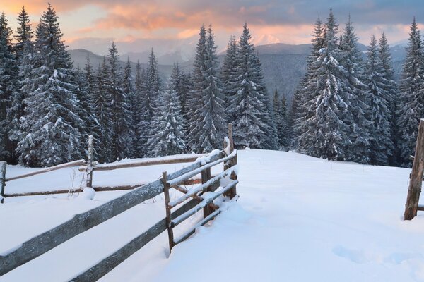 Arbres de Noël enneigés. Vue de la cour près de la clôture