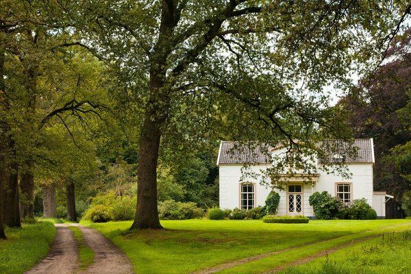 A white house standing alone in the forest