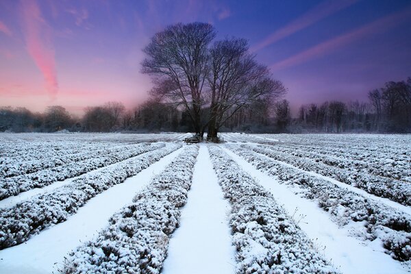 Árbol Calvo en un campo cubierto de nieve al atardecer
