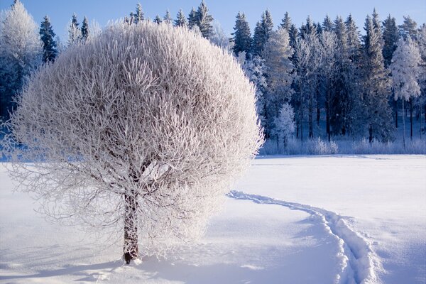 Árbol cubierto de nieve en el campo frente al bosque