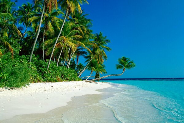 Seashore with palm trees on a blue sky background