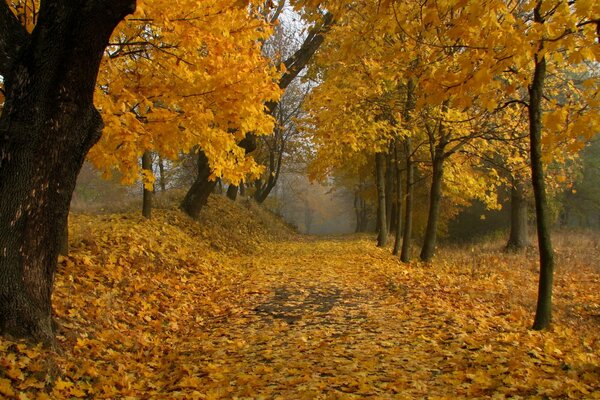 The path under the trees in the autumn alley